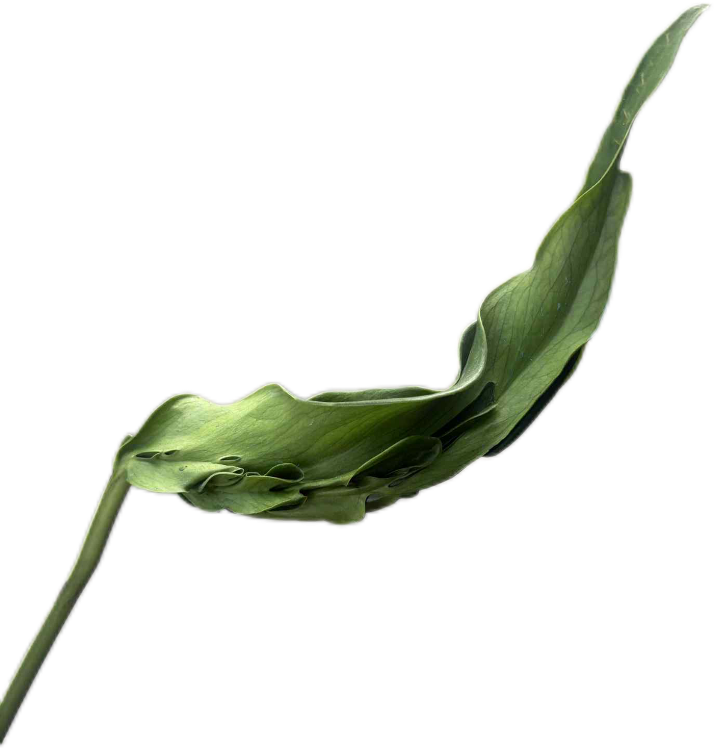 Monstera Deliciosa “Hurricane” – Rare Collector’s Choice (Exact Plant)