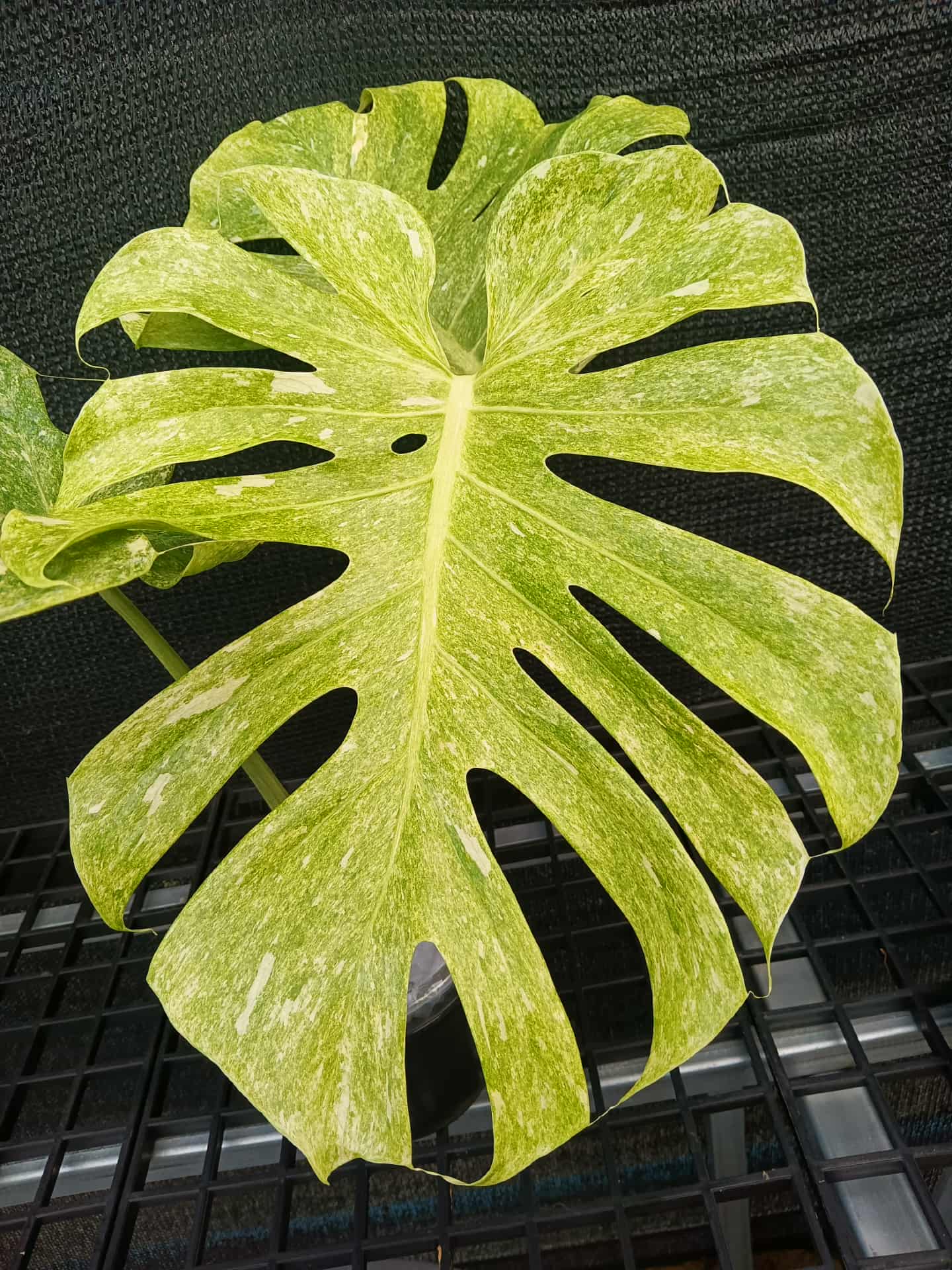 Monstera deliciosa ‘Peridot’ Variegated – Rare Collector’s Plant