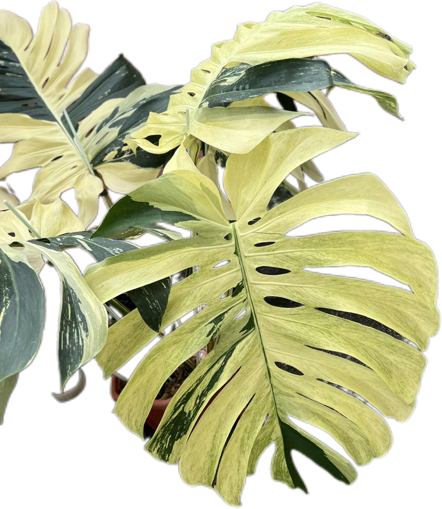 Monstera Borsigiana “Mint” Variegated – Mother Plant (Massive Actual Plant)