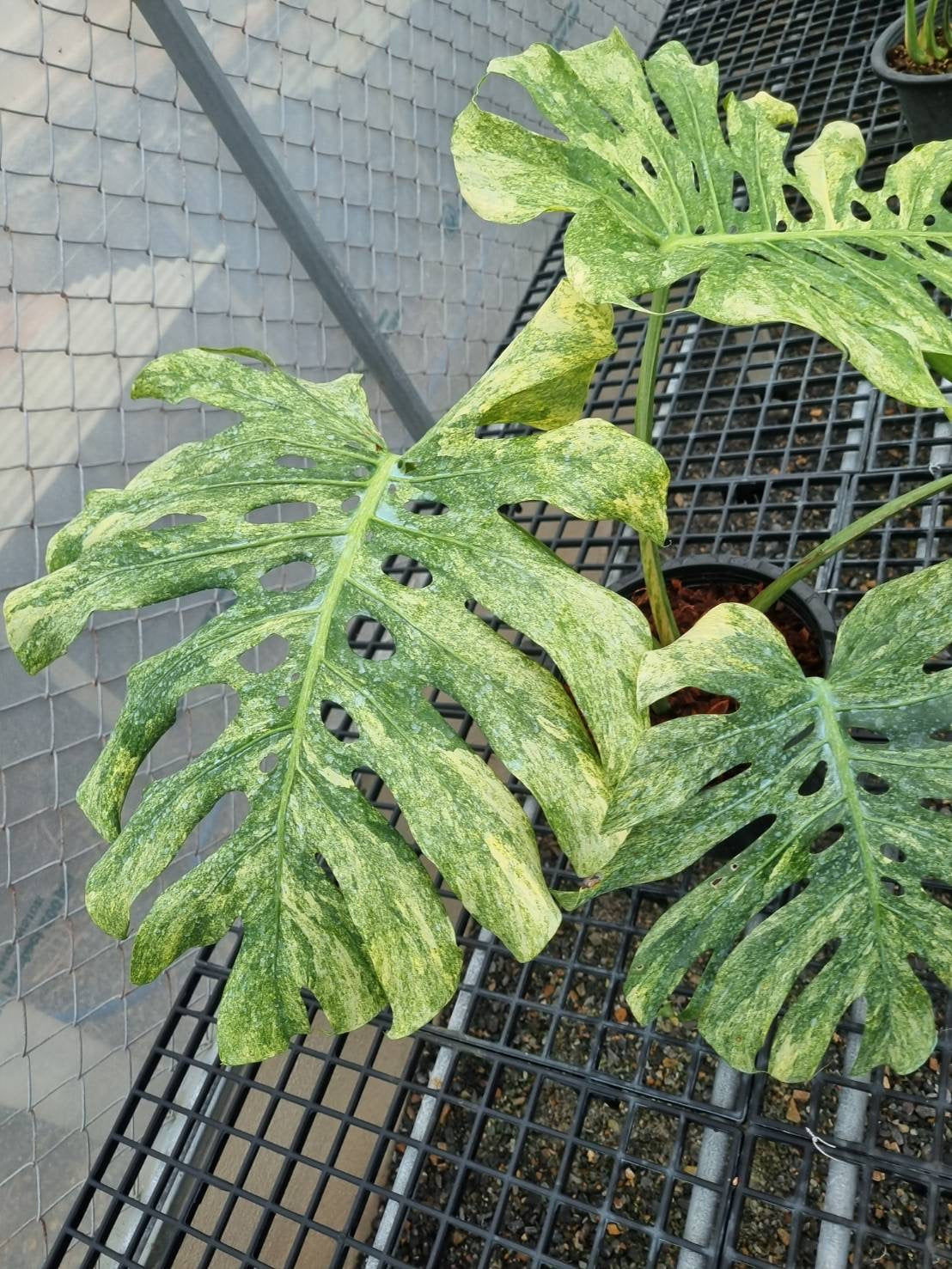 Monstera Deliciosa “Green Snow” – (Actual Plant)