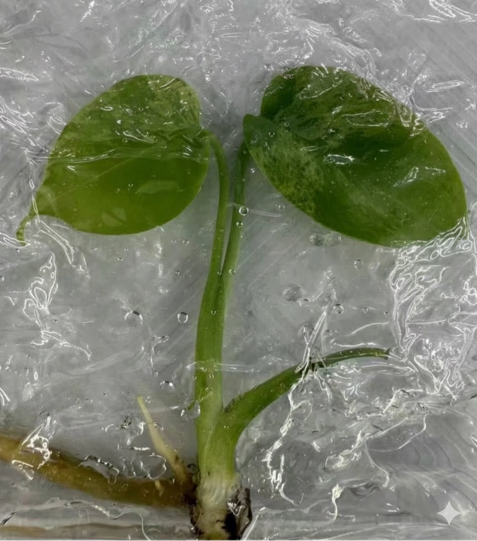 Monstera “Bulbasaur” – Tissue Culture Wholesale Set of 10 Plants