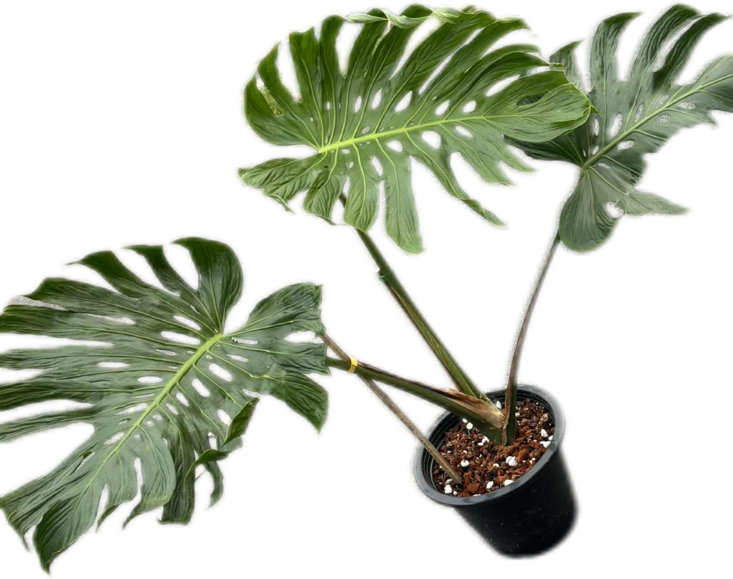 Monstera deliciosa ‘Tattoo ’ – Rare Collector’s Plant (Big Mature Size)