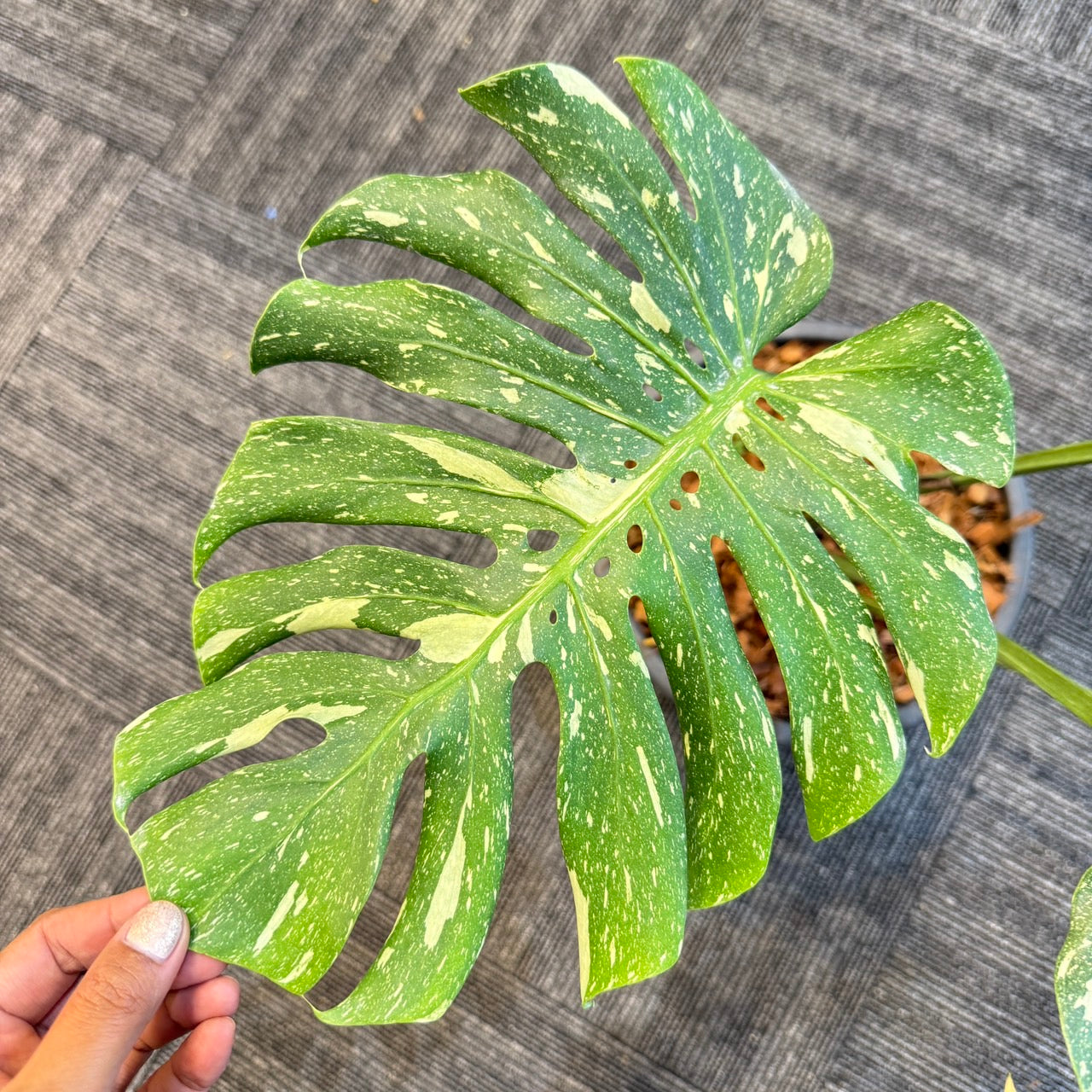 Monstera deliciosa “No ID” Splash Variegated – Exact Rare Collector’s Plant