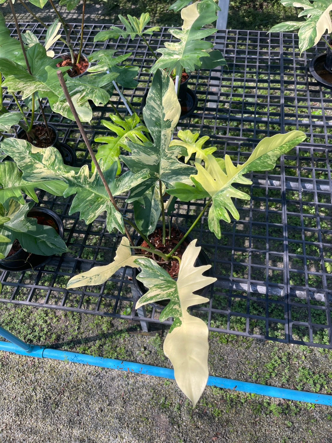 Philodendron Florida Beauty x Mayoi Variegated Set of 10 Plants