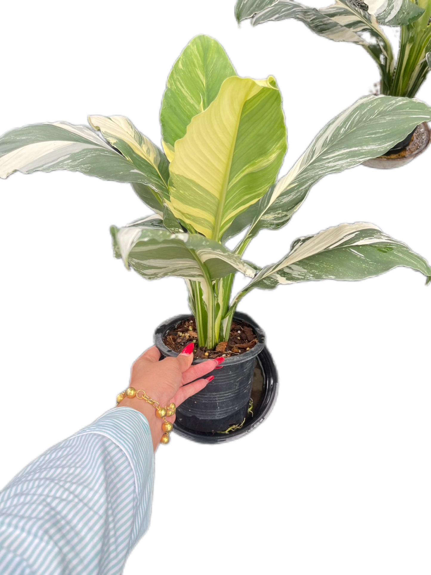 Spathiphyllum 'Sensation Variegated