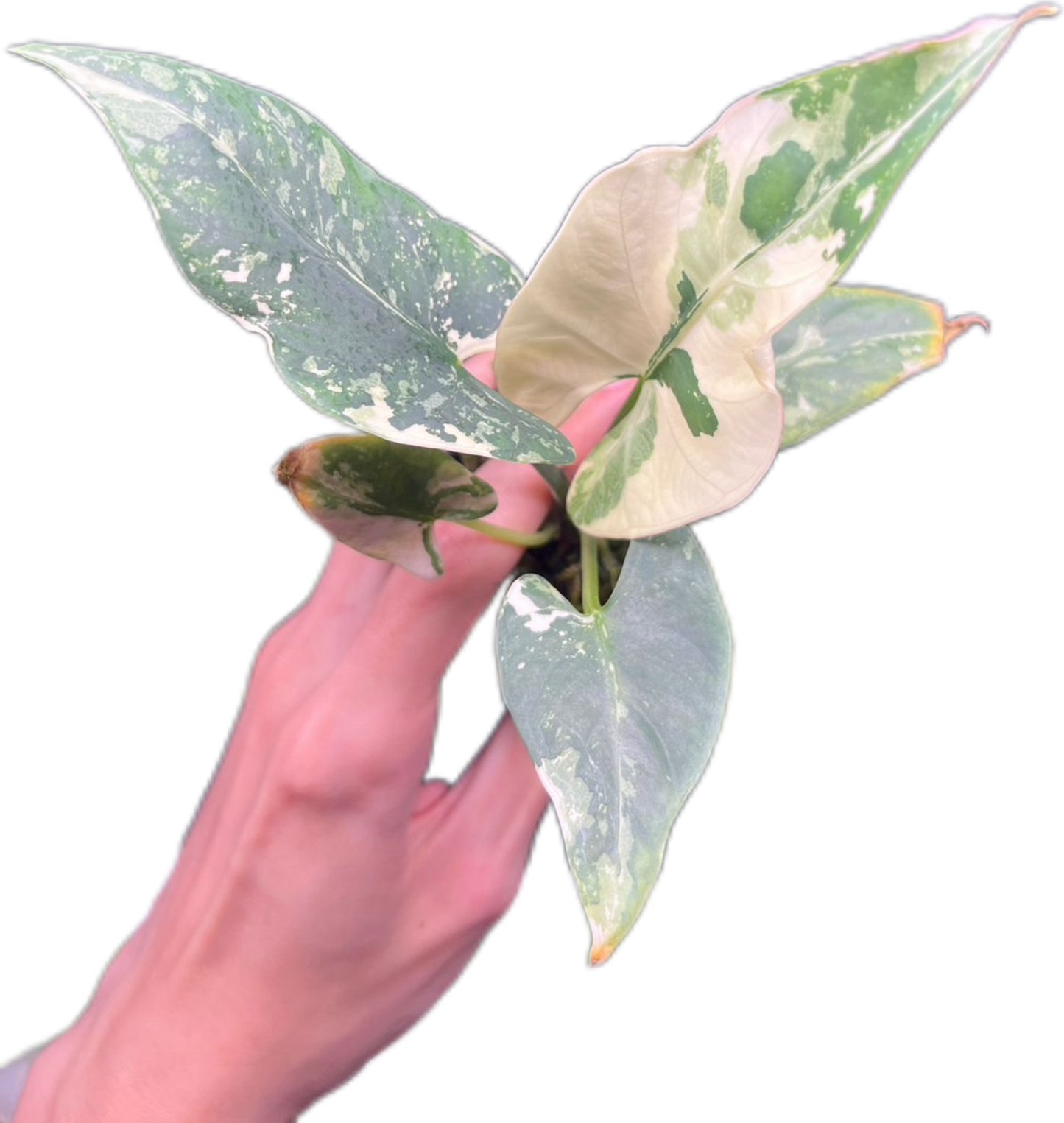 Alocasia Reginae Silver Albo Variegated
