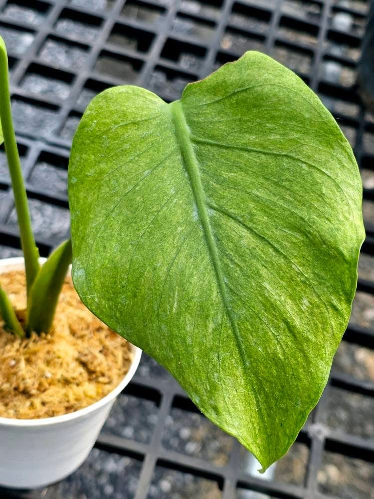 Monstera Deliciosa Jade Goblin “Octopus” – Actual Plant (Rare)#2