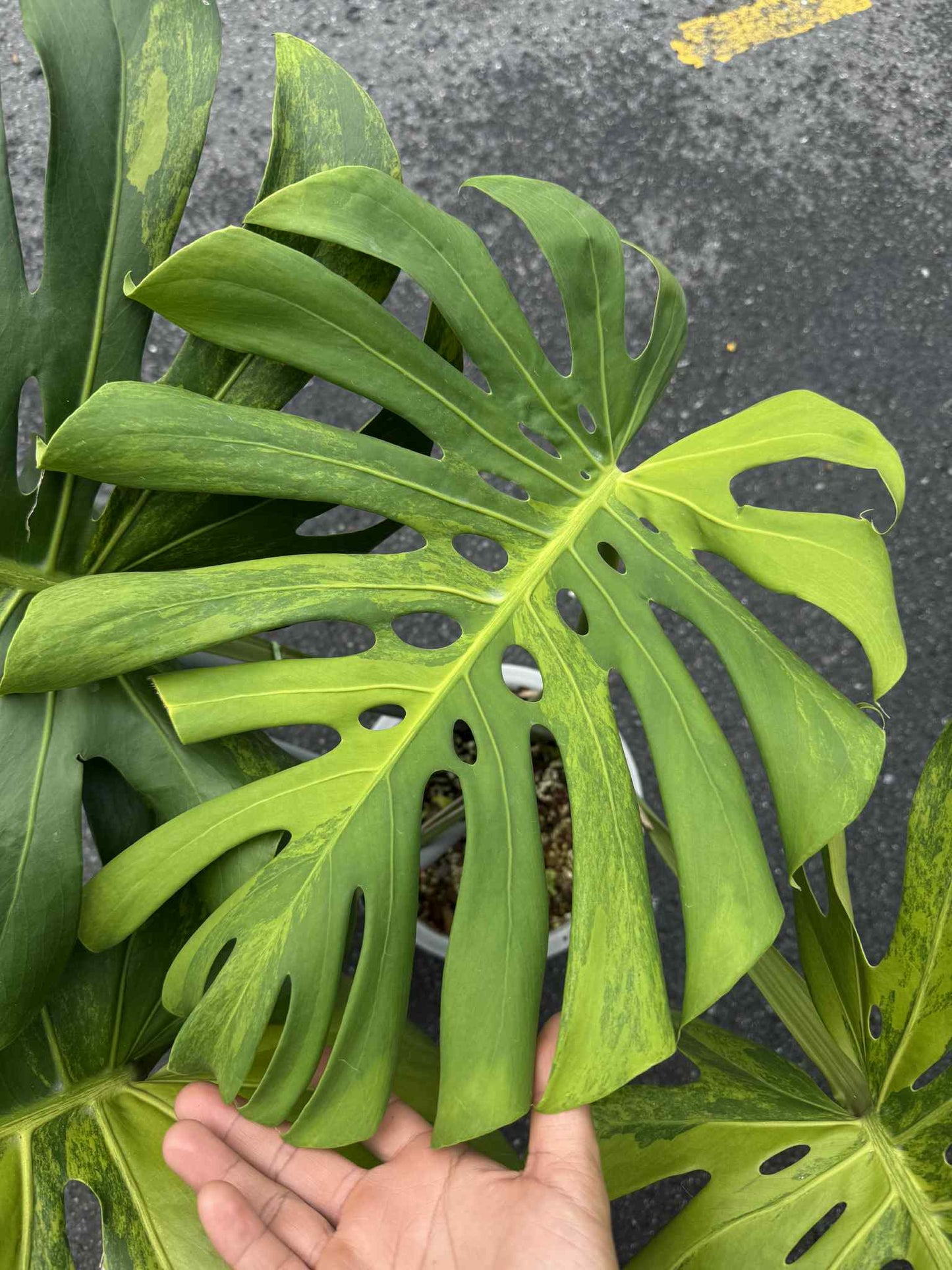 Monstera Deliciosa “Green Lemon” Variegation – (Actual Plant) Big Size