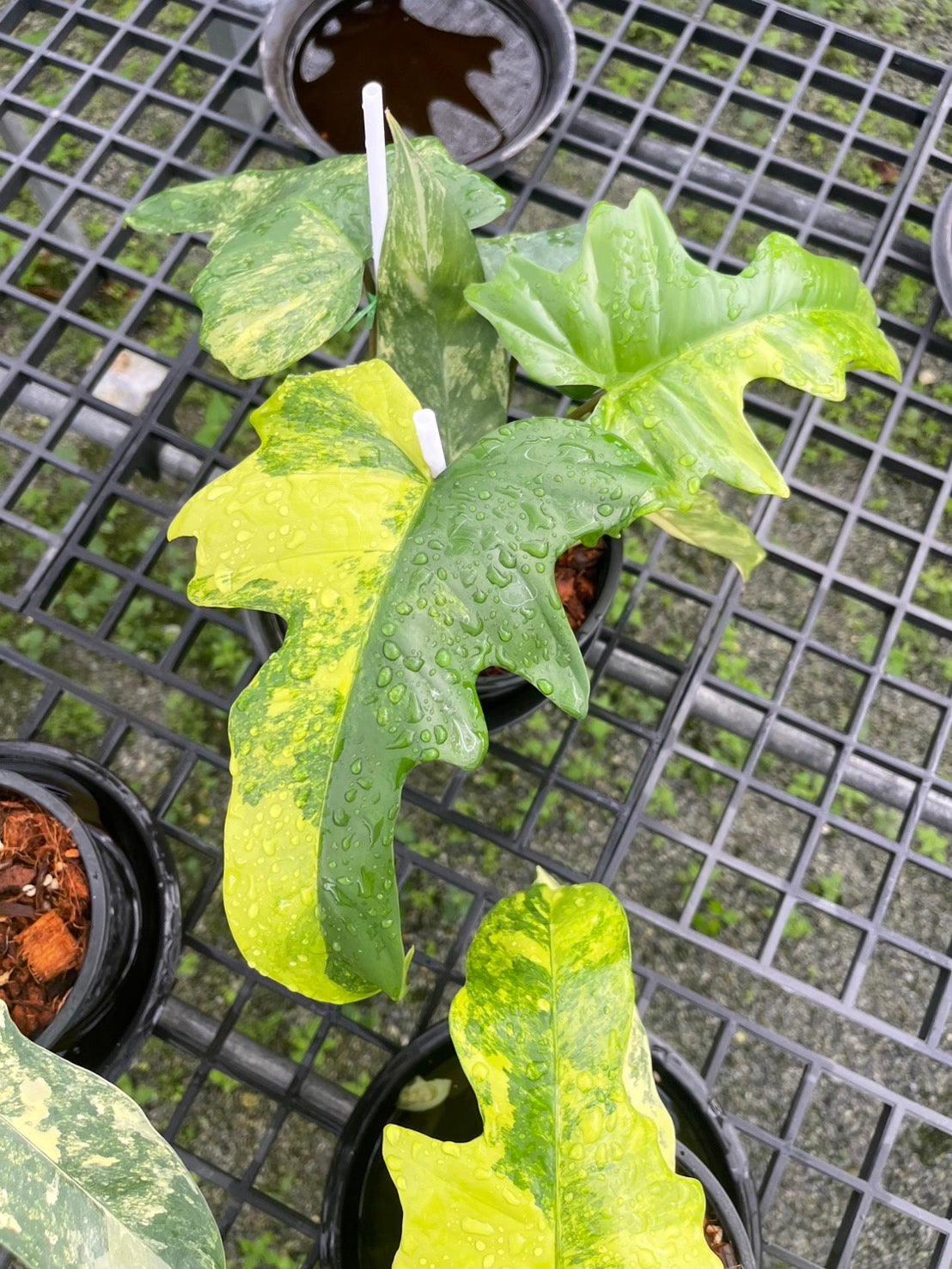 Philodendron Florida Beauty x Mayoi Variegated