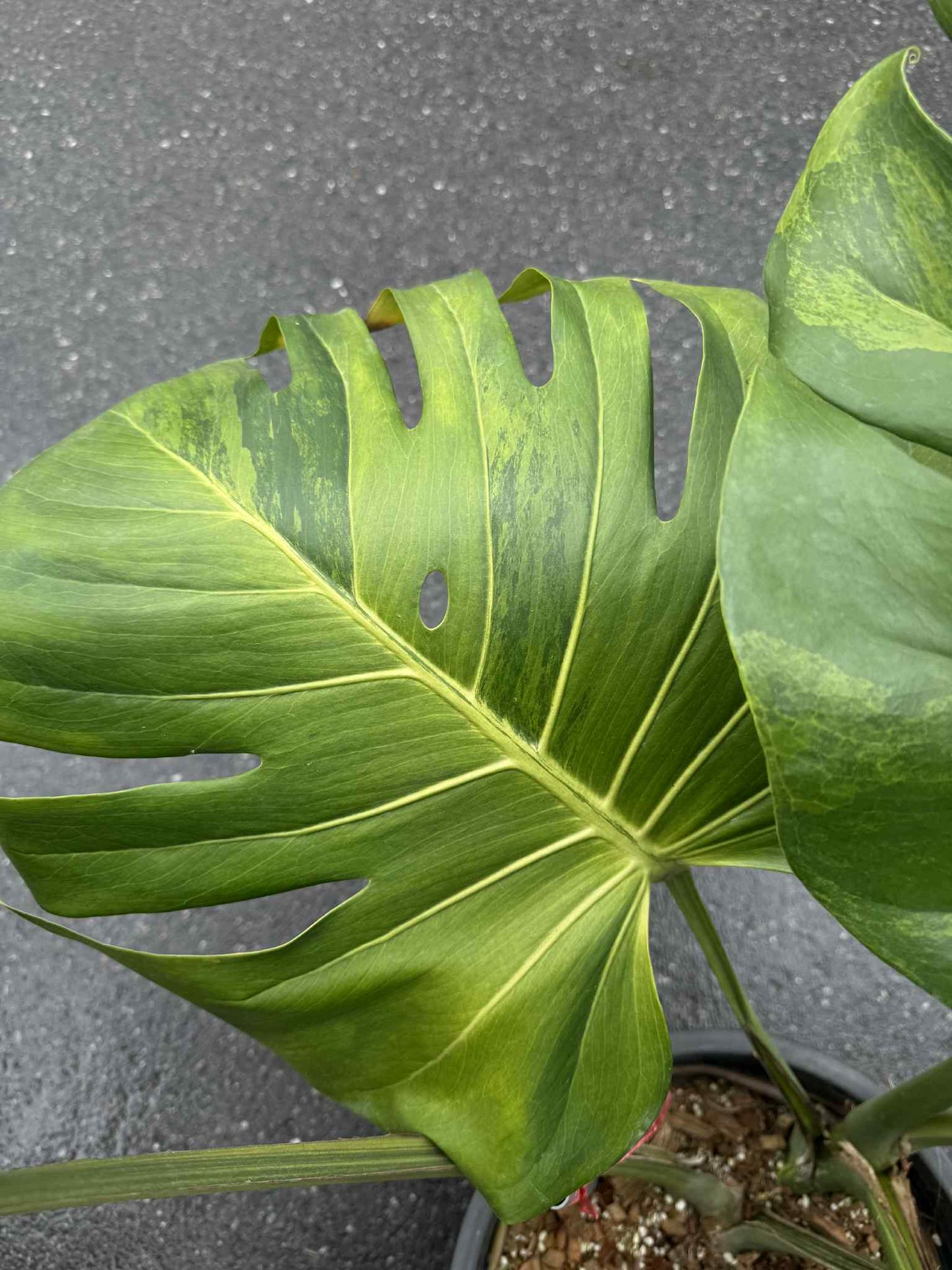 Monstera Deliciosa “Golden Mint” Variegated – Mature Big Size (Rare Actual Plant)