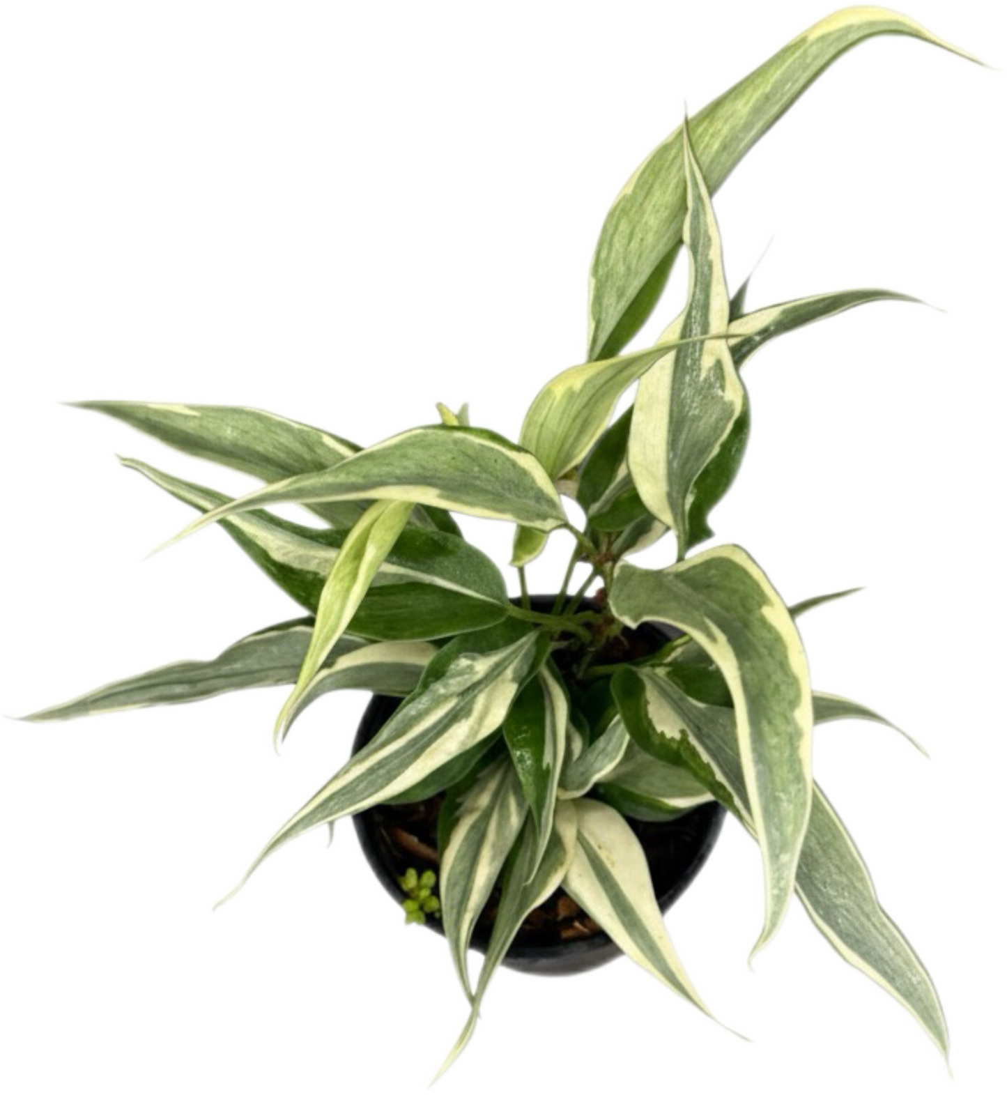 Philodendron Hederaceum “Rio” Variegated – Set of 10 Plants
