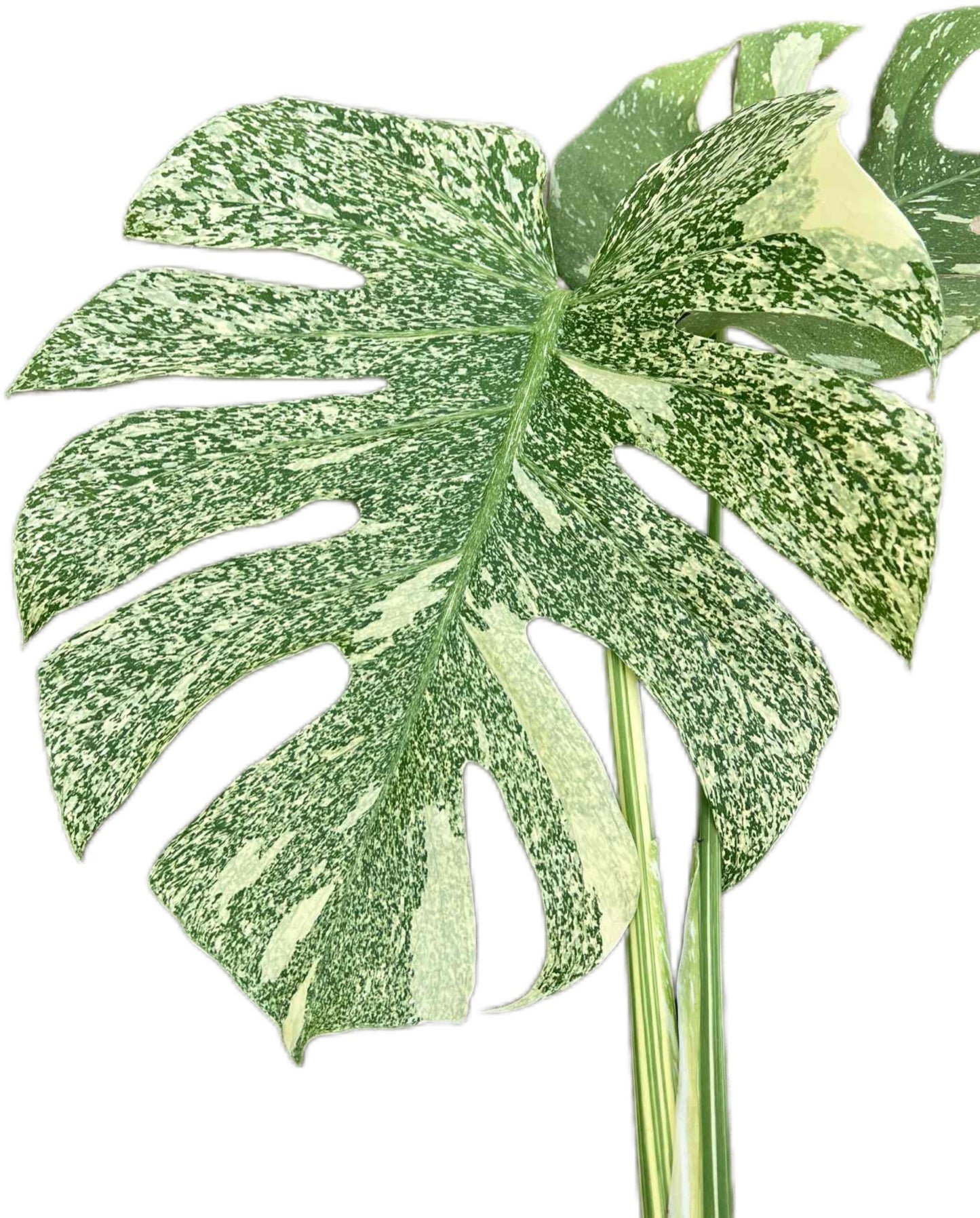 Monstera Deliciosa “Starlight” – Rare Variegated Form