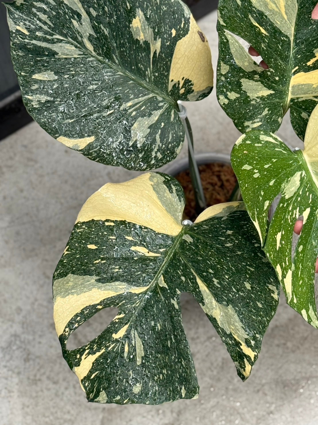 Monstera Deliciosa “Ivory”