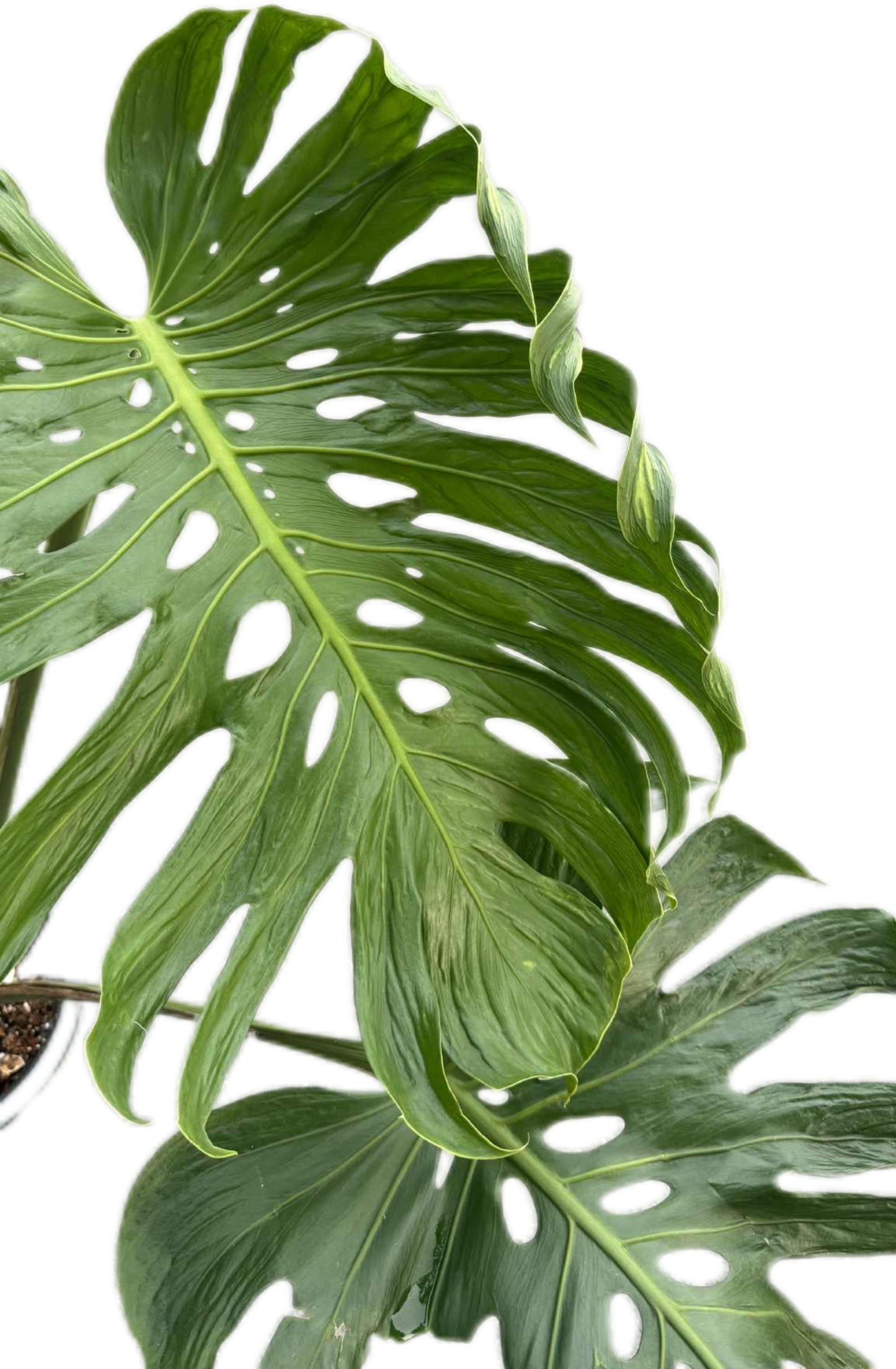 Monstera deliciosa ‘Tattoo ’ – Rare Collector’s Plant (Big Mature Size)