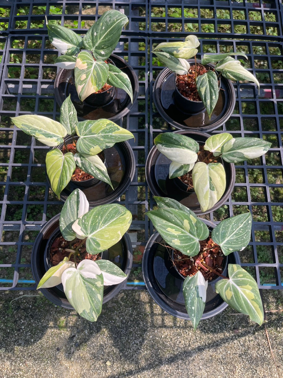 Philodendron Gloriosum Variegated Set of 10 plants SMALL SIZE