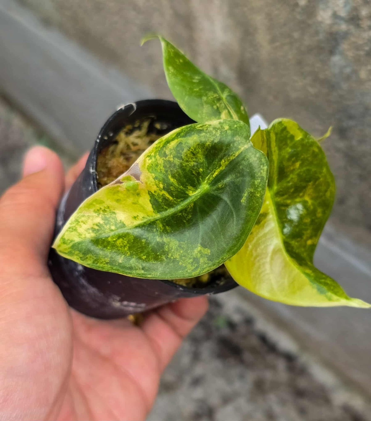 Alocasia Sedenii Aurea Variegated