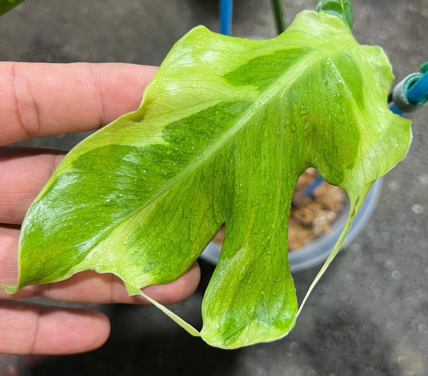 Monstera deliciosa “Flamicito” Variegated - Actual Plant