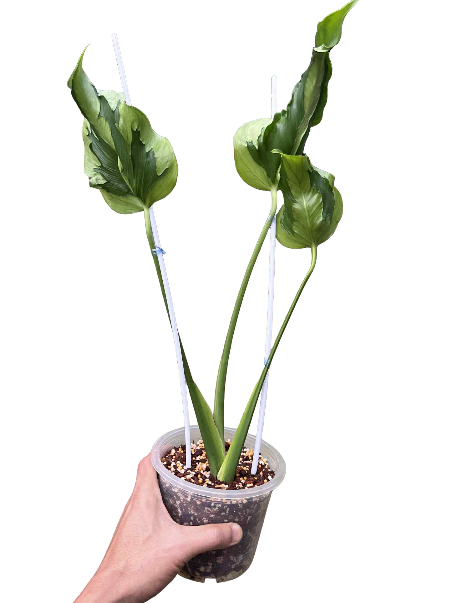 Monstera Deliciosa “Hurricane” (Rooted) — Actual Plant (Rare)