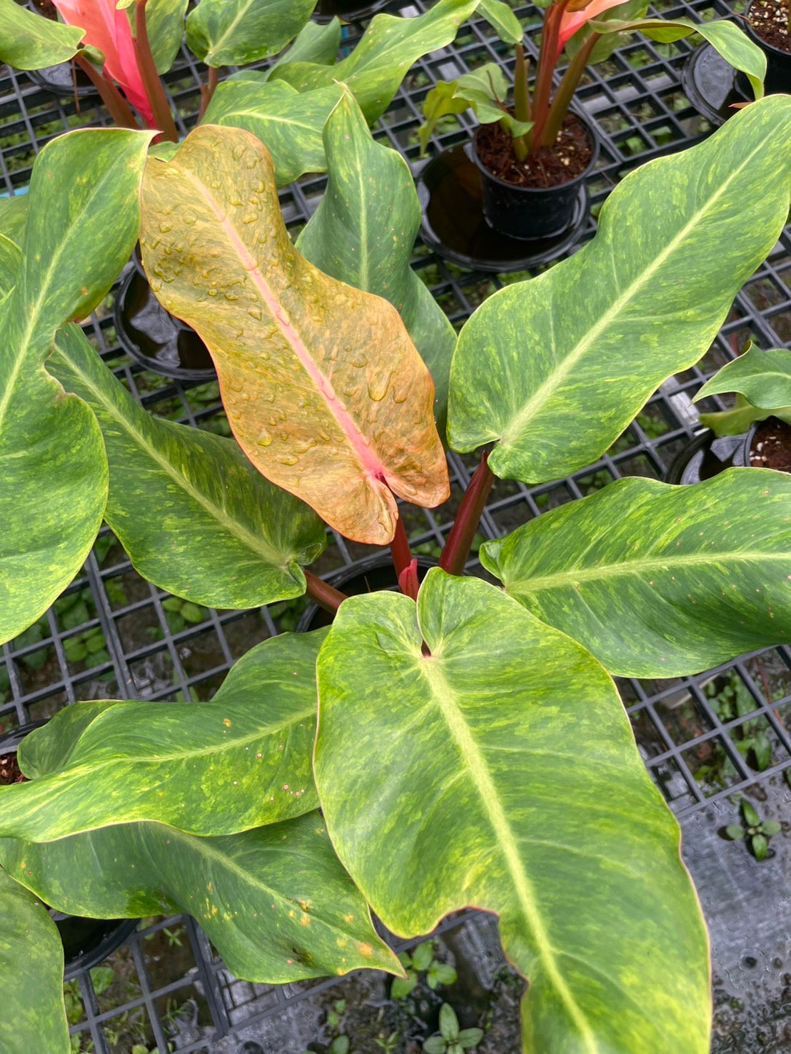 Philodendron Orange Marmalade (Variegated) Set of 10 plants