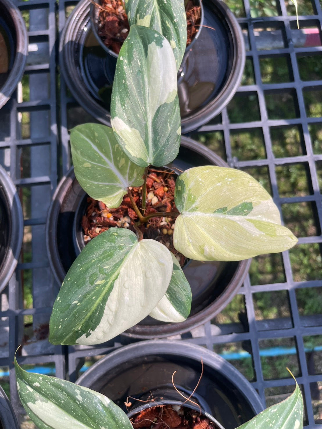 Philodendron Gloriosum Variegated Set of 10 plants SMALL SIZE