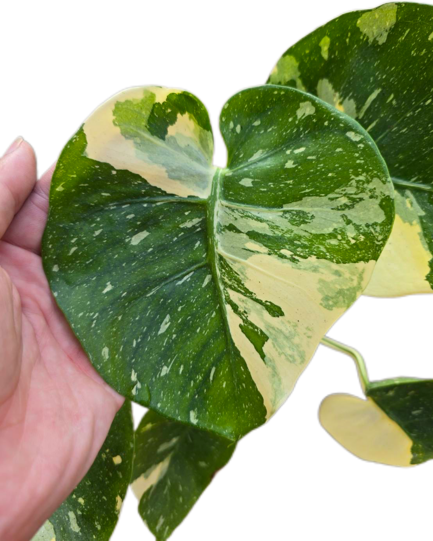 Monstera Deliciosa “Scorpion ” – Actual Plant (Rare Collector’s Edition)
