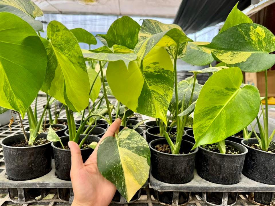 Monstera Deliciosa “Yellow Marilyn” Set of 10 Plants (Wholesale)