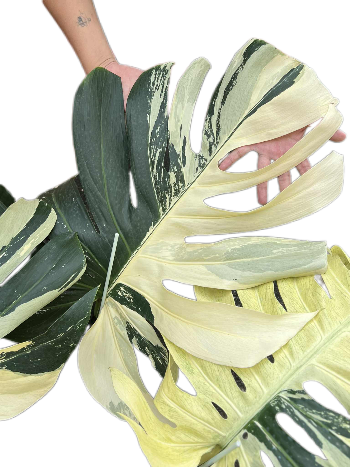Monstera Borsigiana “Mint” Variegated – Mother Plant (Massive Actual Plant)
