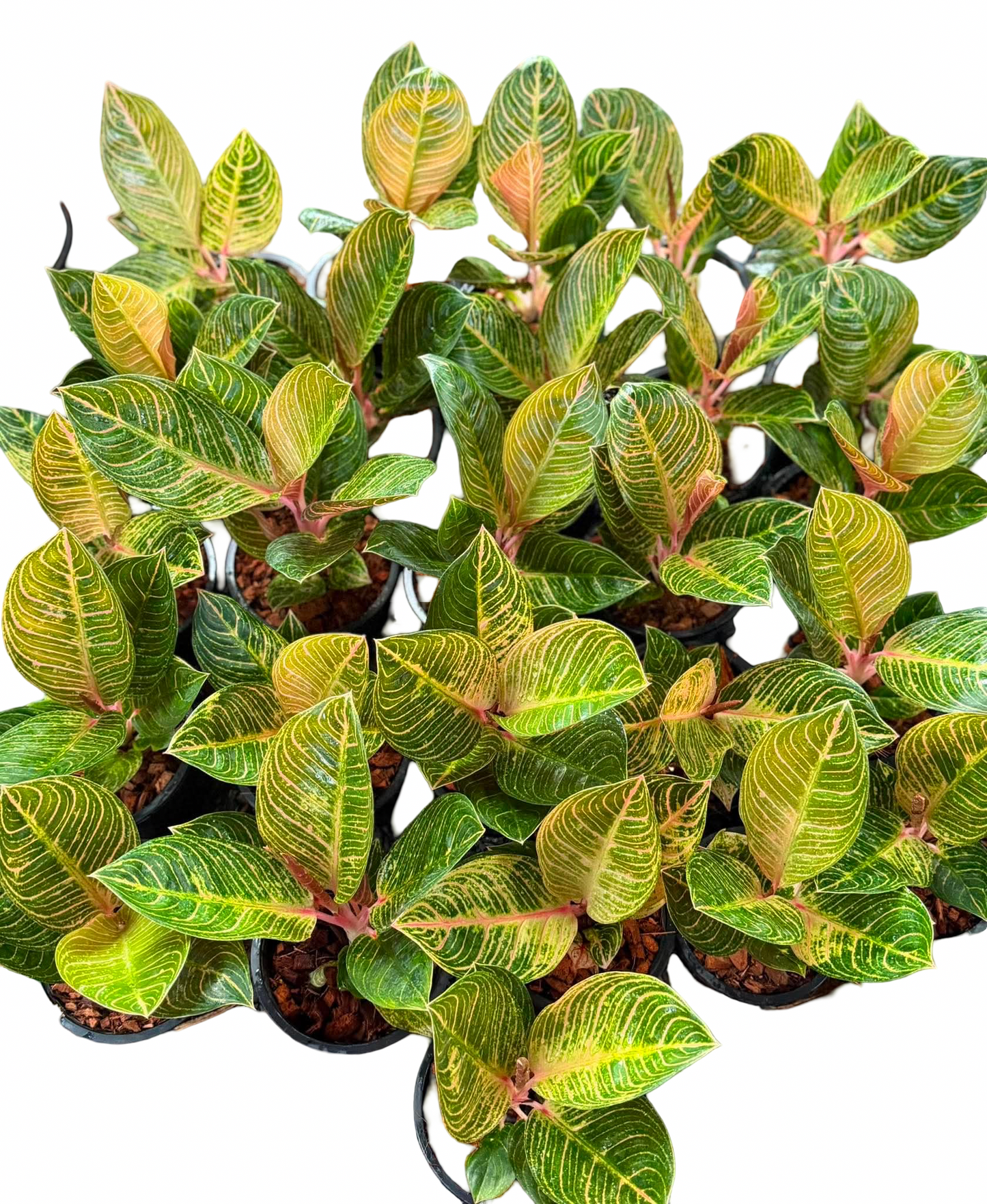 Aglaonema ‘Kresna’ | Set of 10 Plants