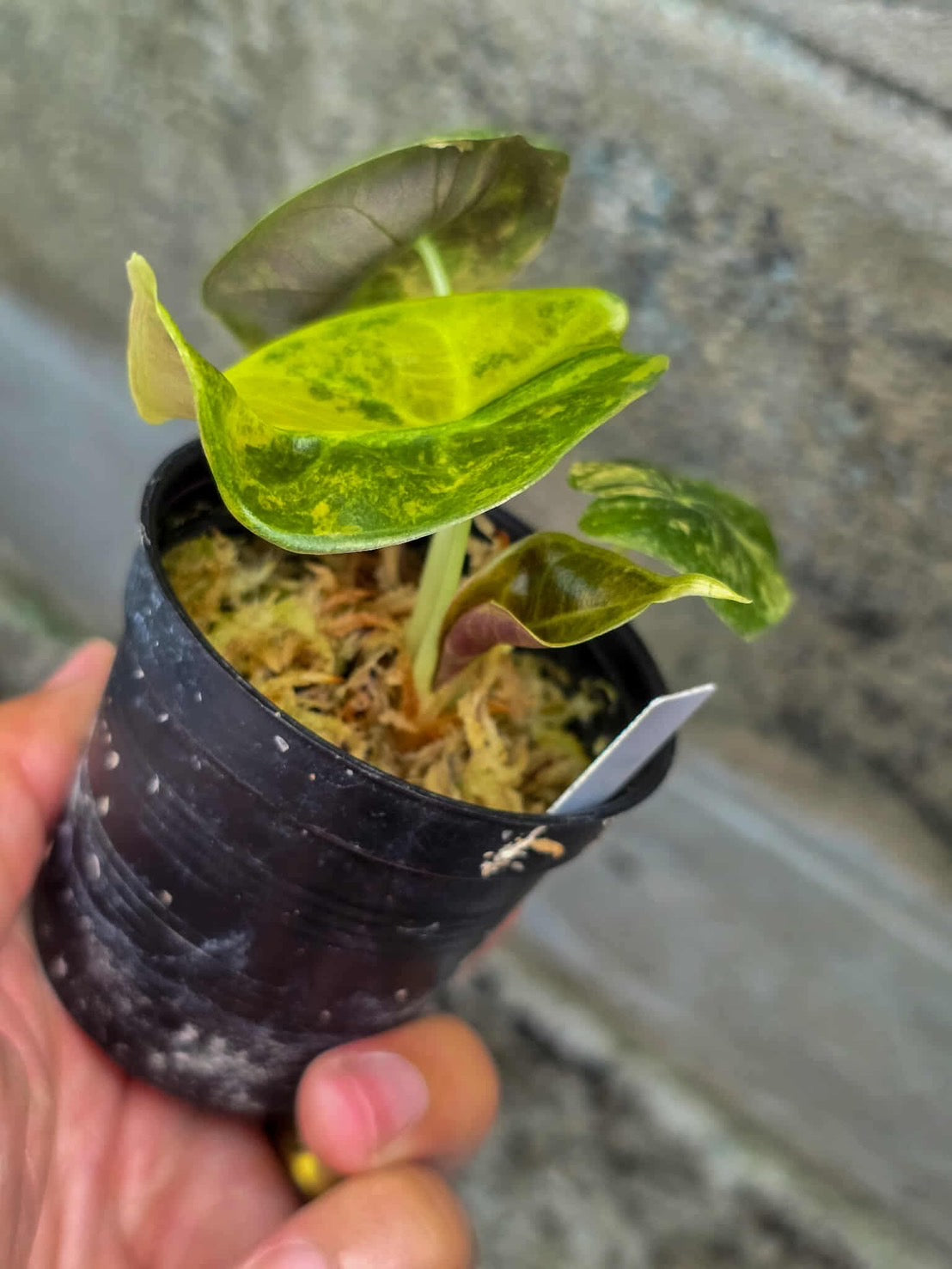Alocasia Sedenii Aurea Variegated