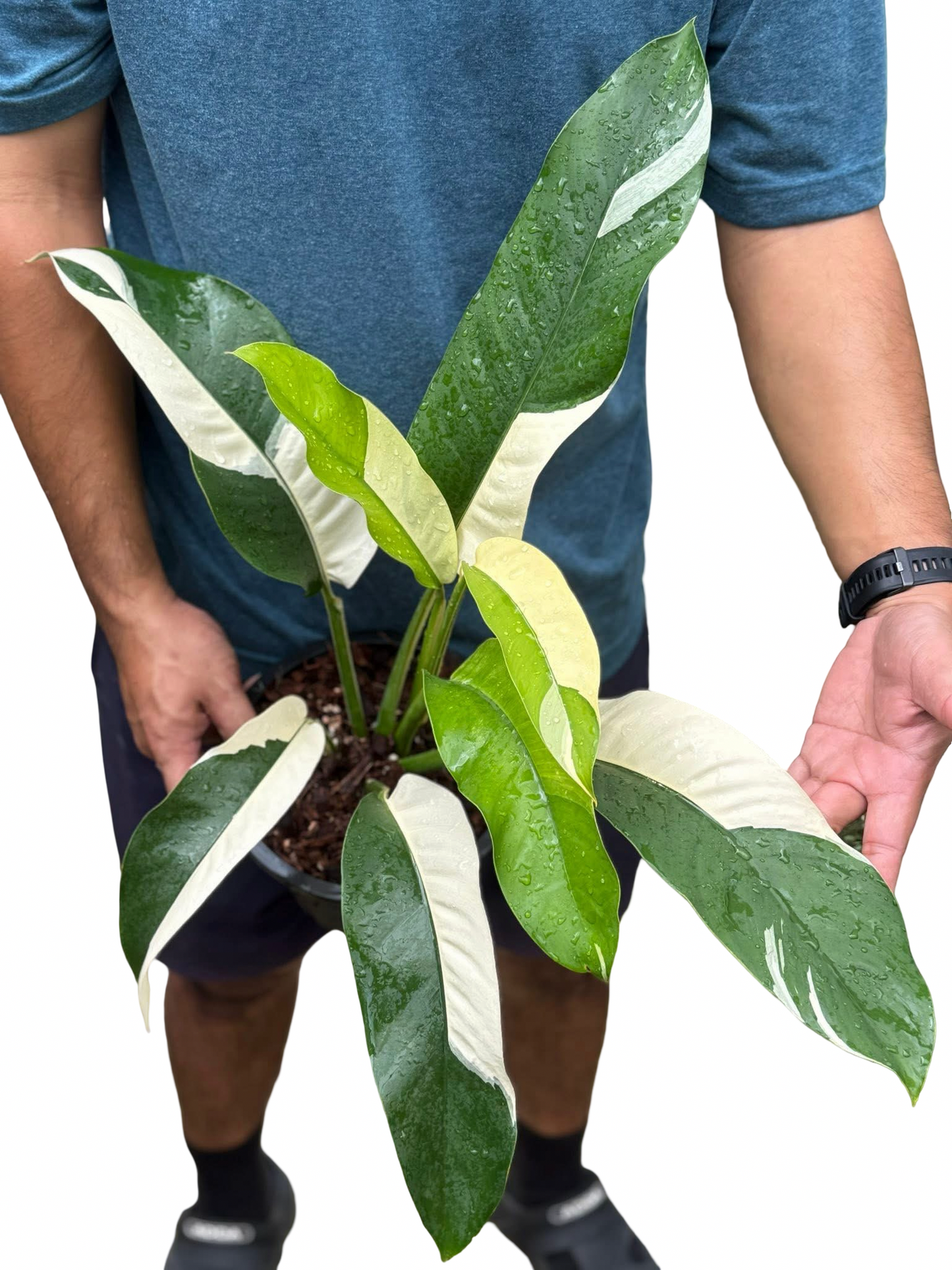 Epipremnum Giganteum Albo Variegated Set of 3 Plants