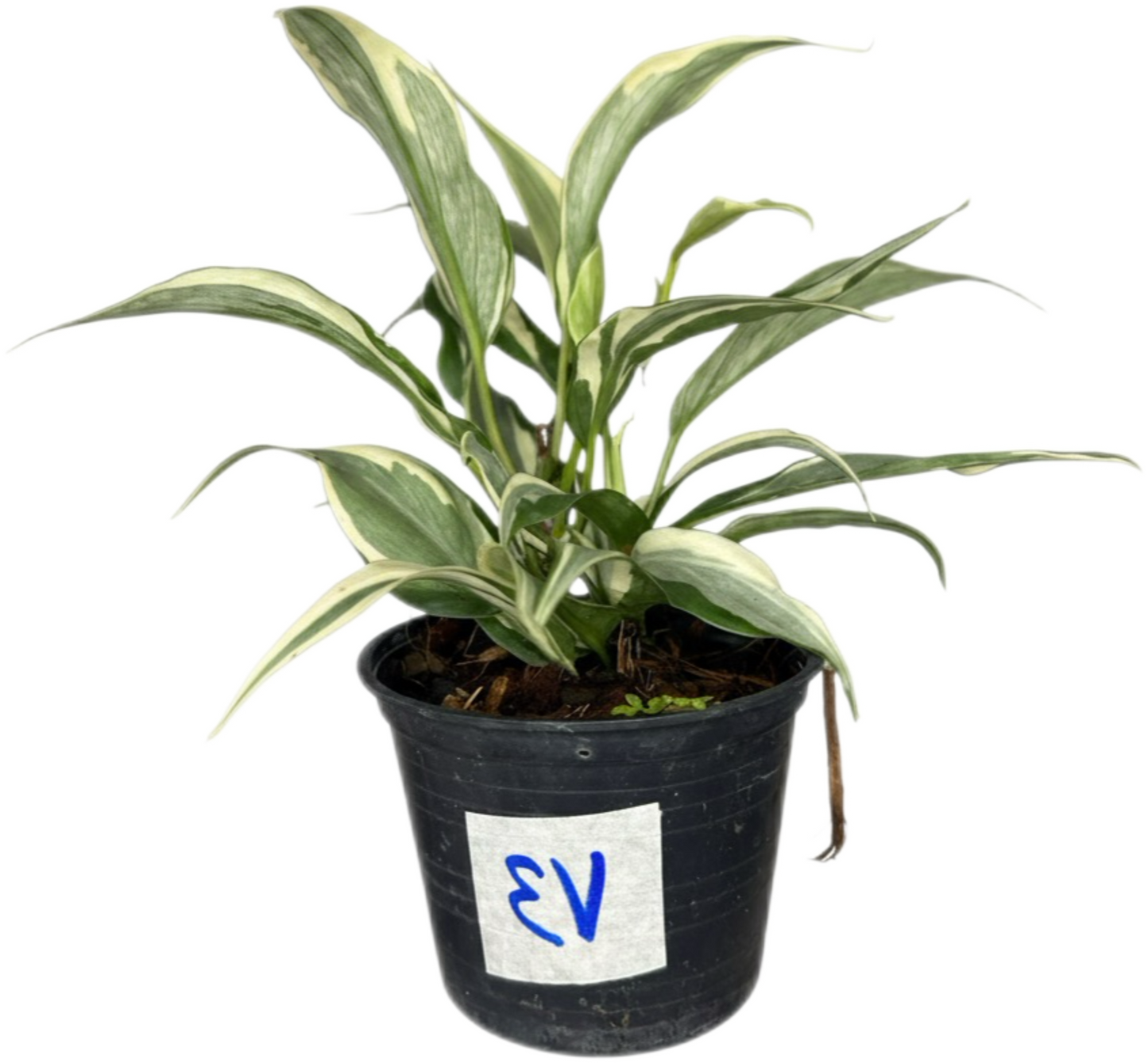 Philodendron Hederaceum “Rio” Variegated – Set of 10 Plants