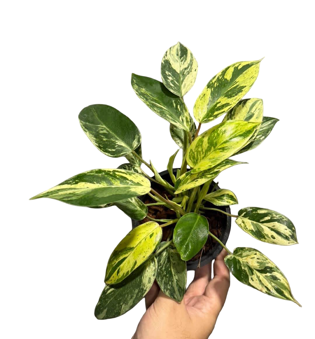 Buy Philodendron Emerald Queen Variegated