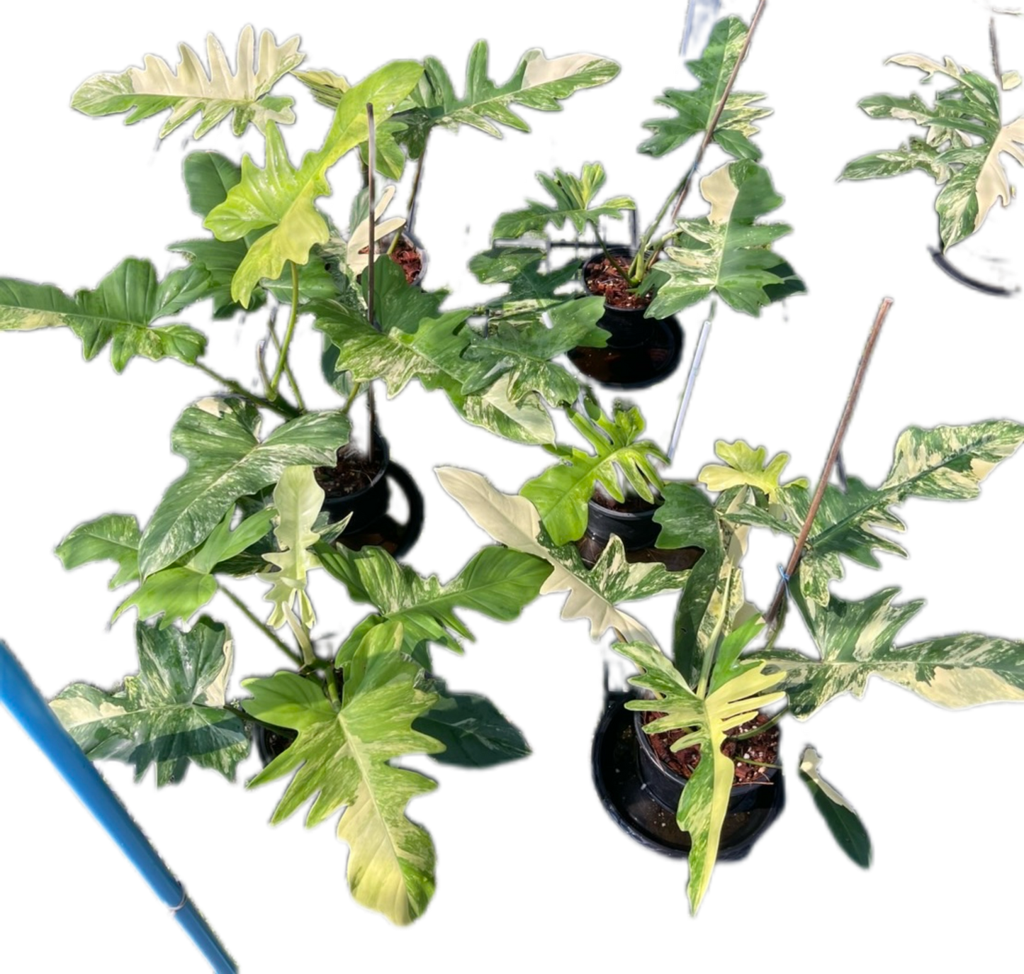 Philodendron Florida Beauty x Mayoi Variegated Set of 10 Plants