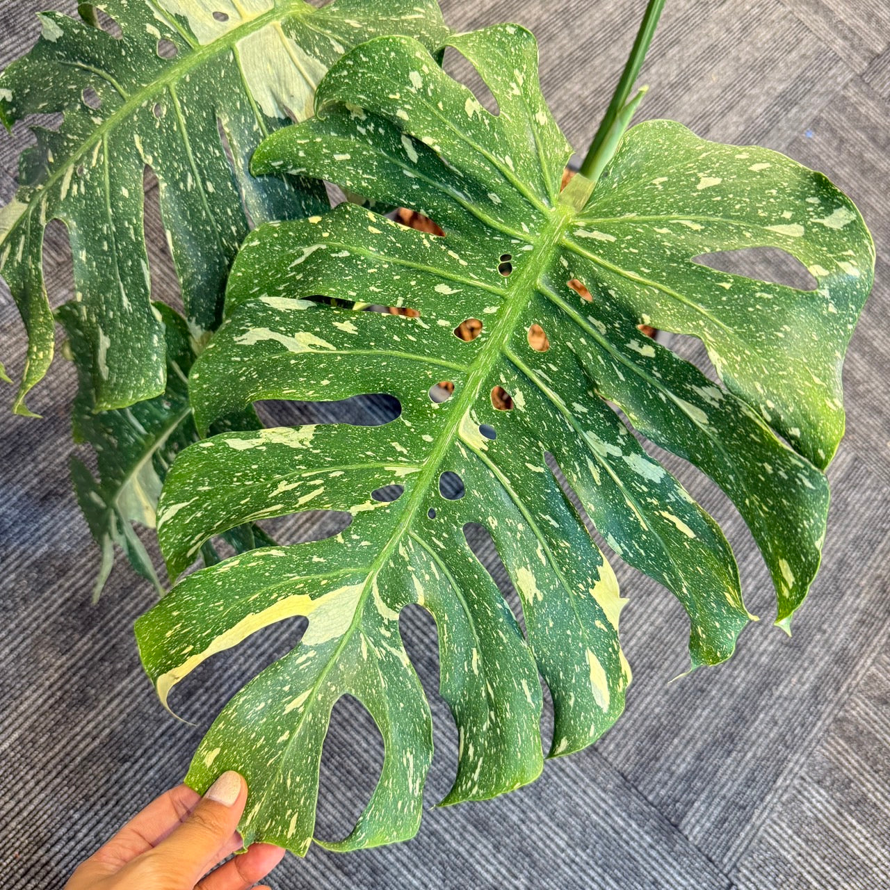Monstera deliciosa “No ID” Splash Variegated – Exact Rare Collector’s Plant