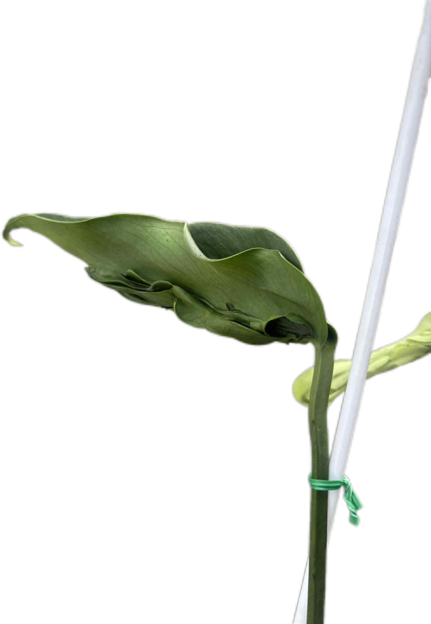 Monstera Deliciosa “Hurricane” – Rare Collector’s Choice (Exact Plant)
