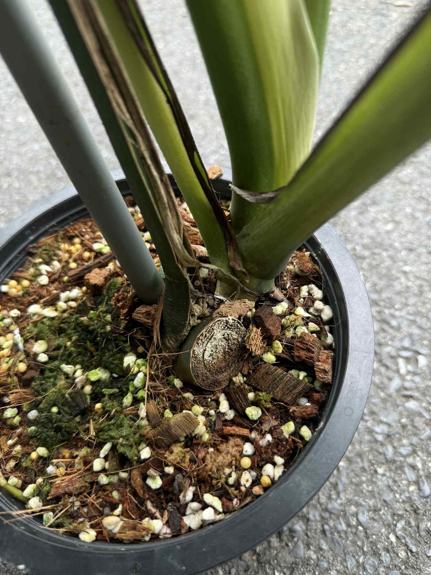 Monstera Deliciosa “Green On Lime” Variegated –(Actual Plant)