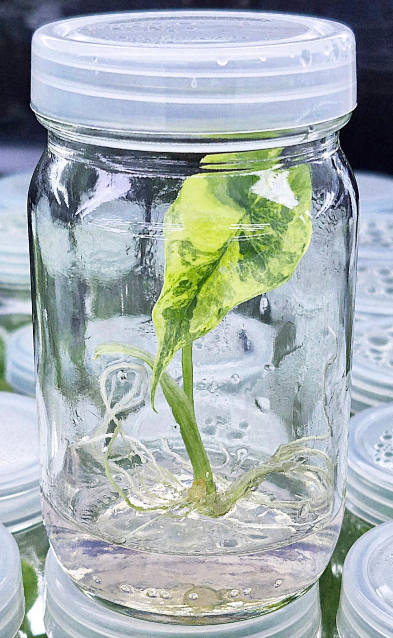 Alocasia Simpo Aurea Variegated – Tissue Culture Wholesale