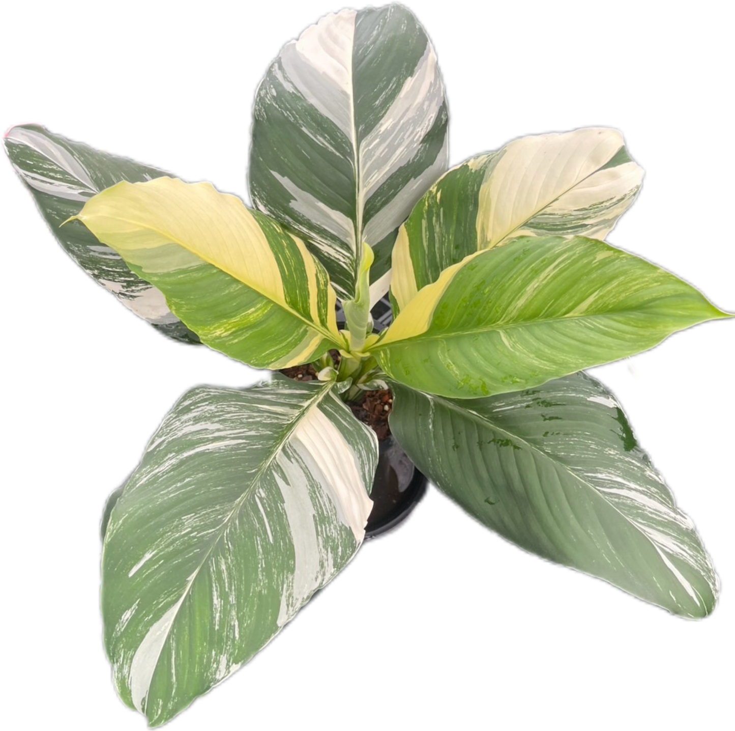 Spathiphyllum 'Sensation Variegated