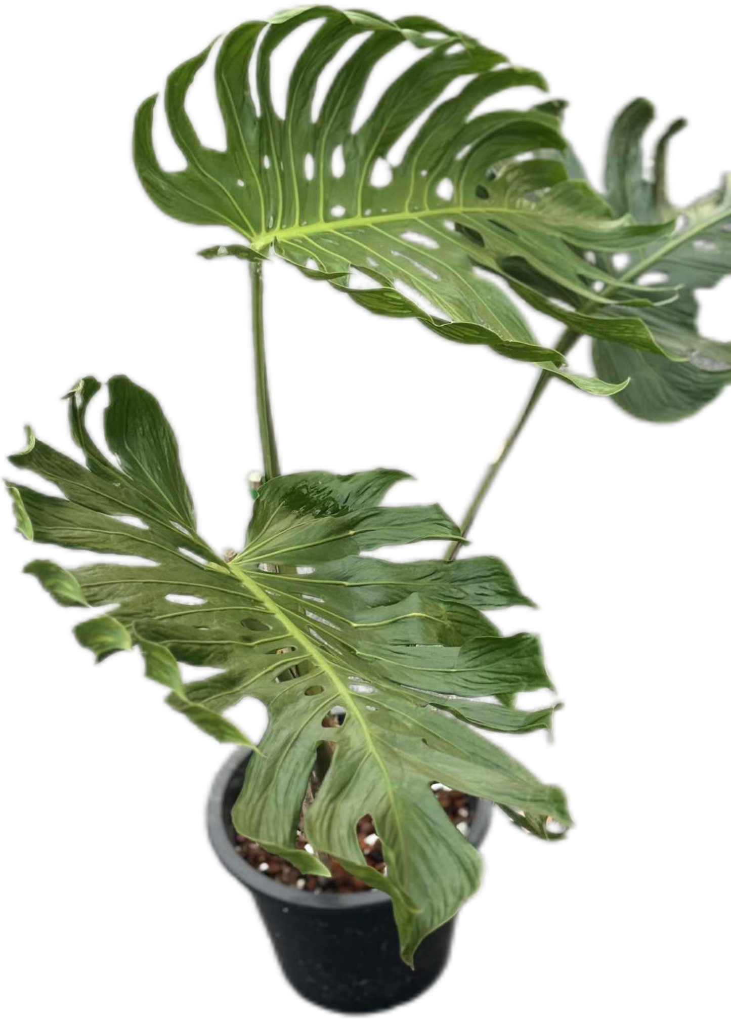 Monstera deliciosa ‘Tattoo ’ – Rare Collector’s Plant (Big Mature Size)