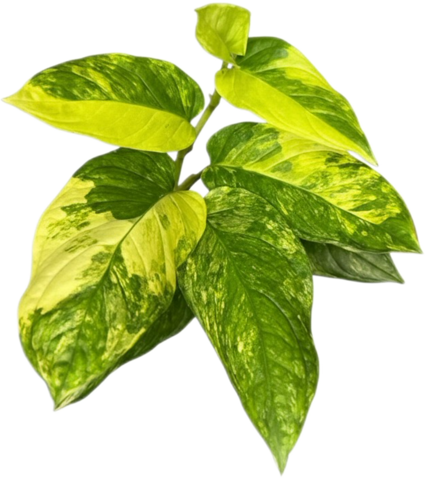 Monstera Obliqua ‘Mayuna’ Variegated – Set of 10