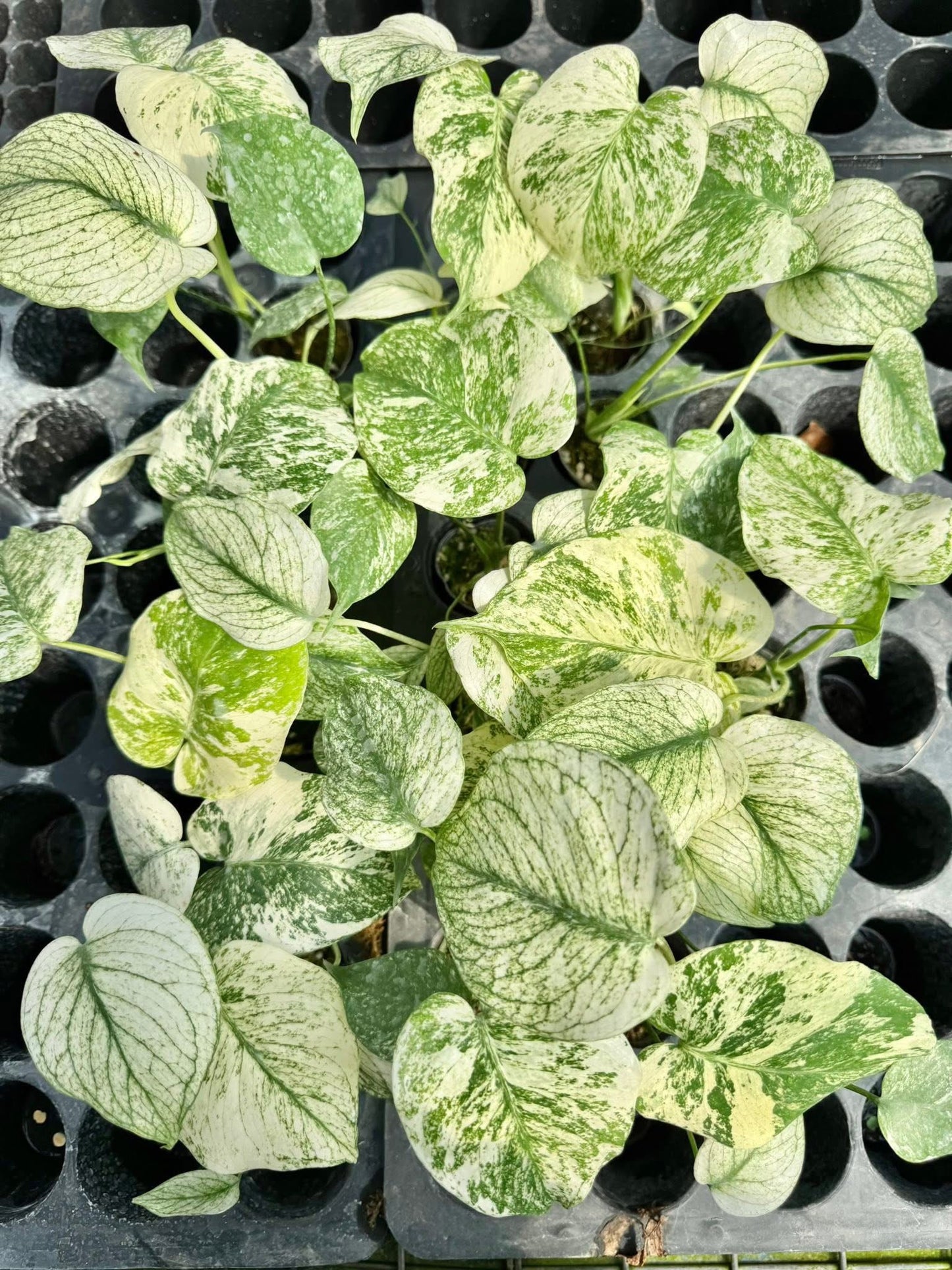 Monstera Deliciosa White Monster Set of 5 Plants