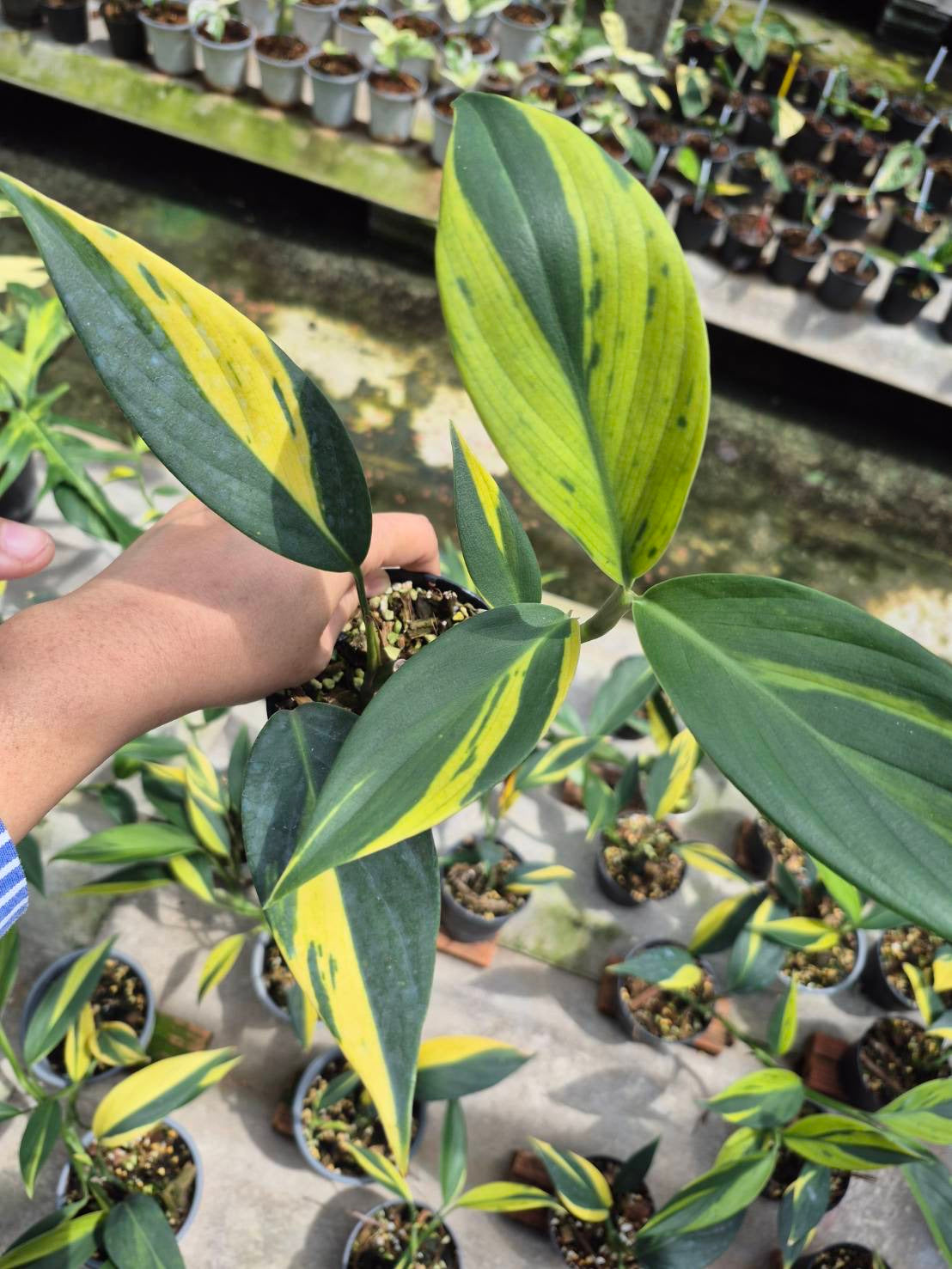 Scindapsus Rupestris Variegated (Set of 5)
