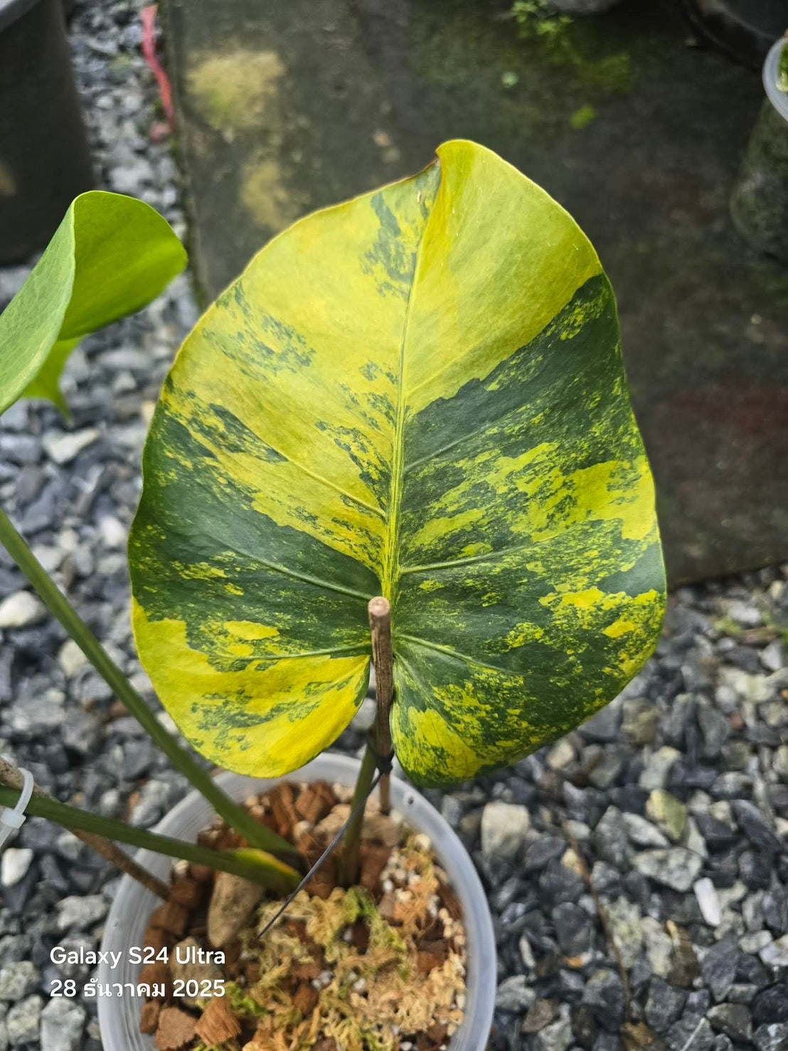 Monstera Deliciosa “Orange Rusty”