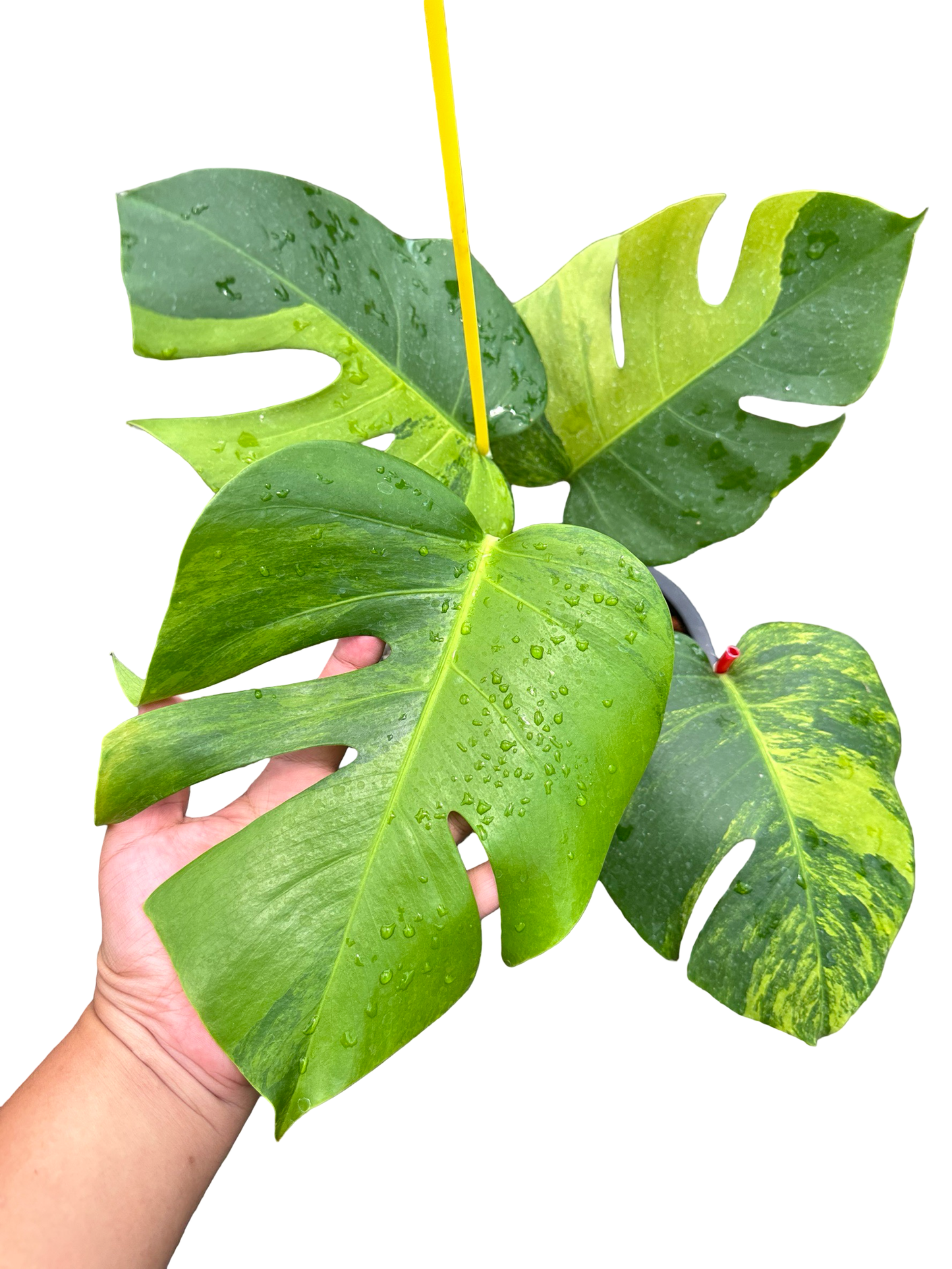 Monstera borsigiana Green-on-Green Variegated – Set of 3 Plants (Wholesale)