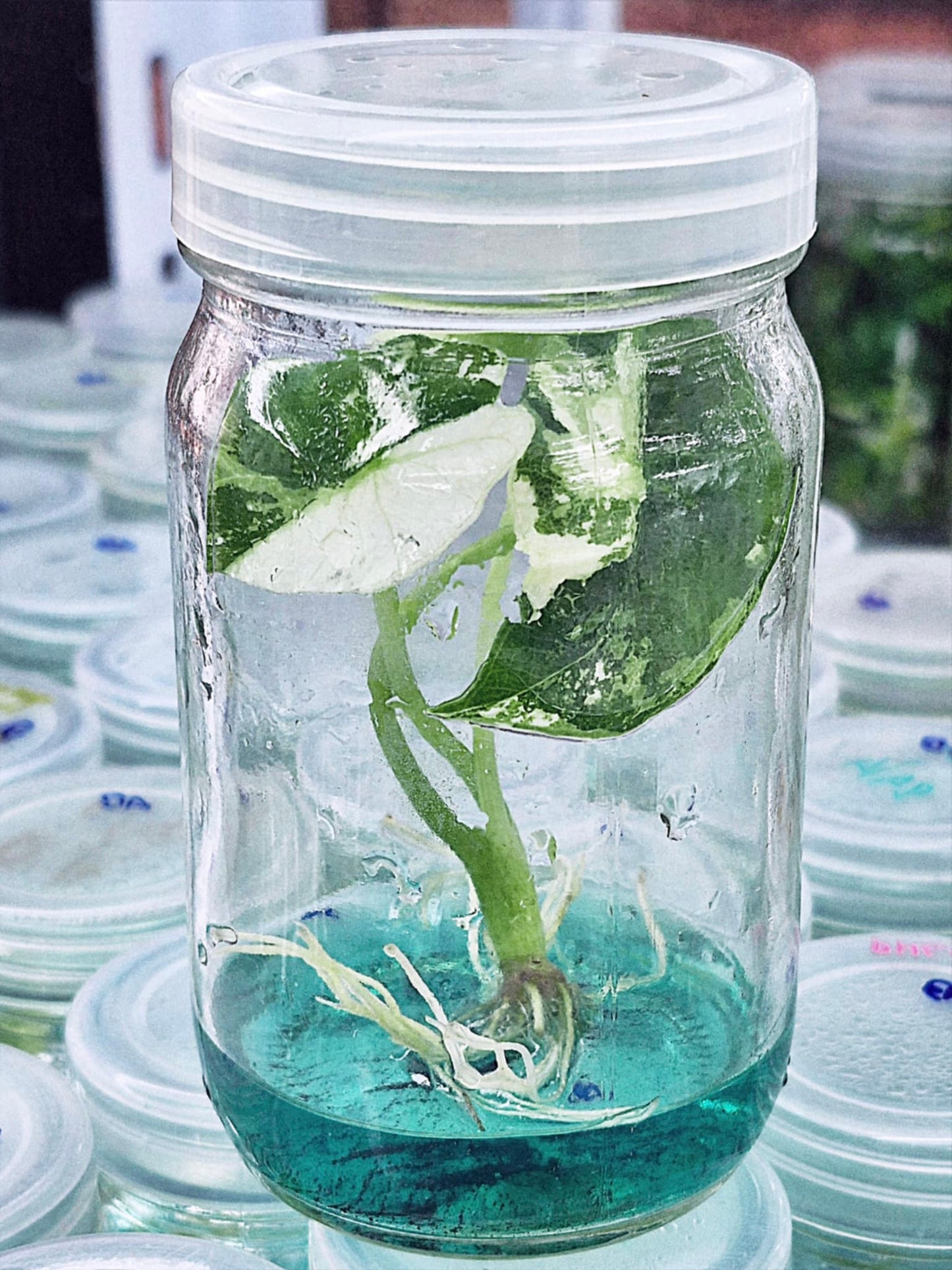 Alocasia Simpo Albo Variegated – Tissue Culture Wholesale