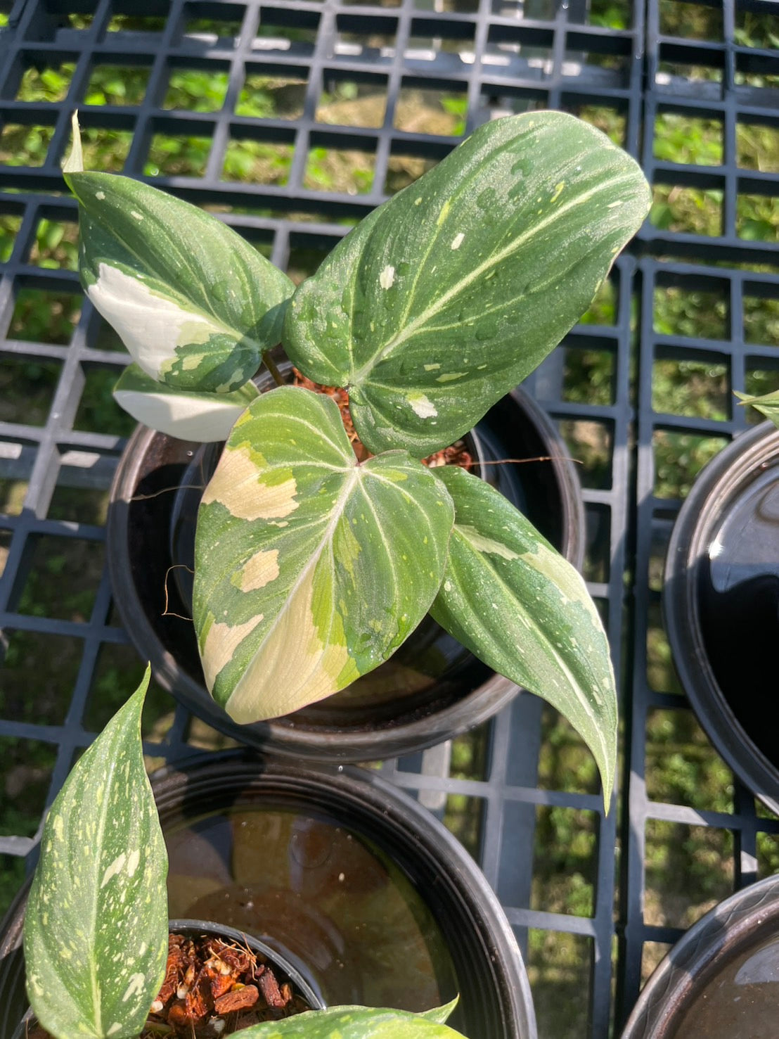 Philodendron Gloriosum Variegated Set of 10 plants SMALL SIZE
