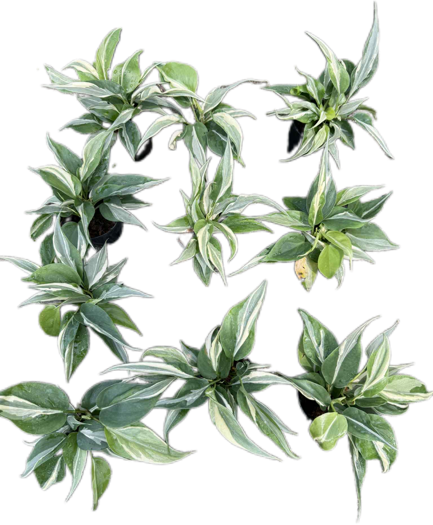 Philodendron Hederaceum “Rio” Variegated – Set of 10 Plants