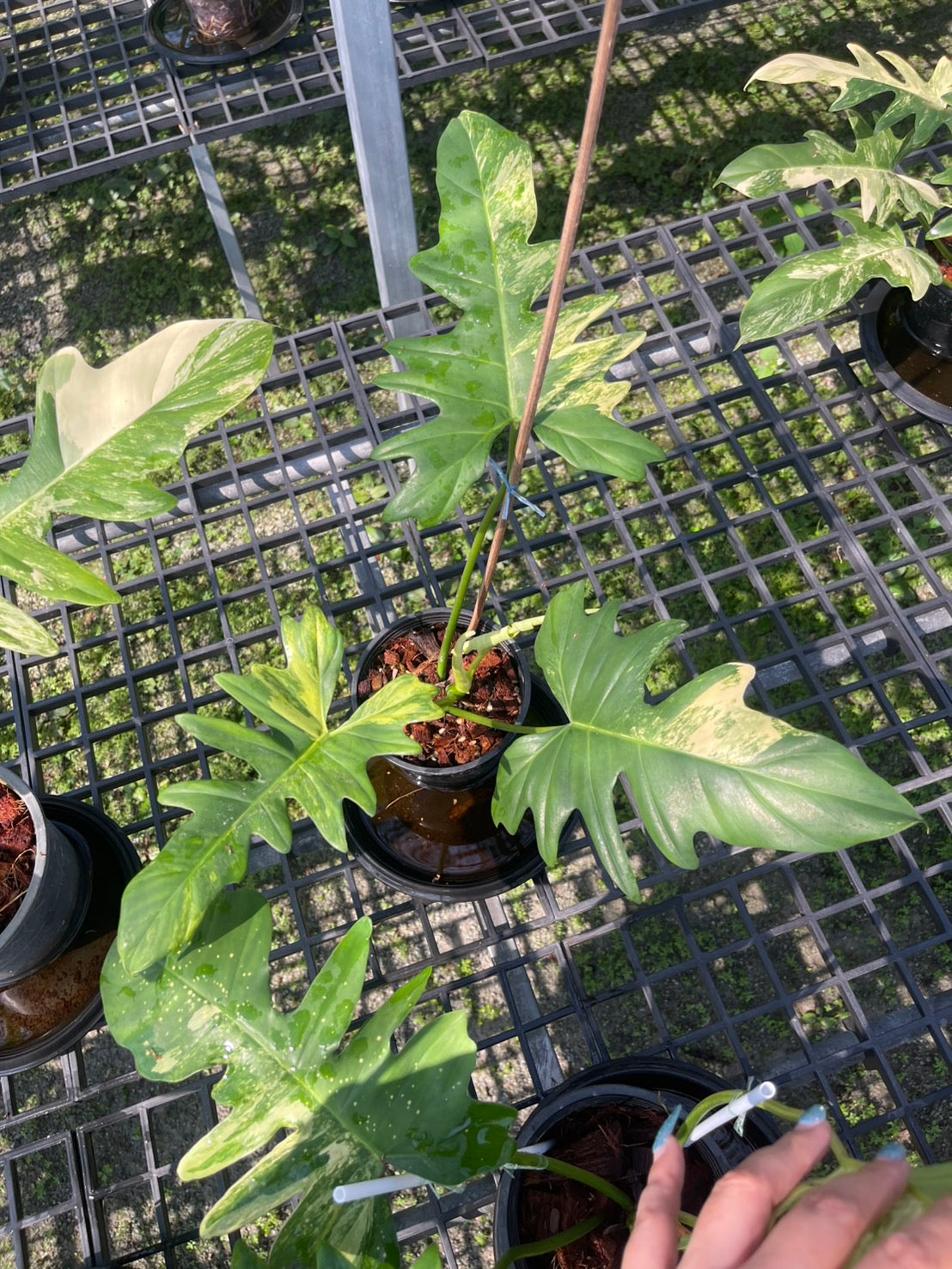 Philodendron Florida Beauty x Mayoi Variegated Set of 10 Plants
