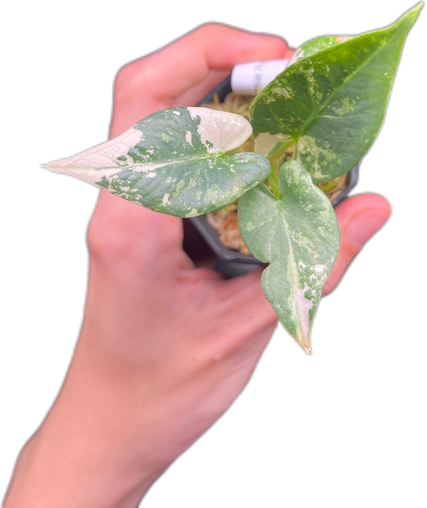 Alocasia Reginae Silver Albo Variegated