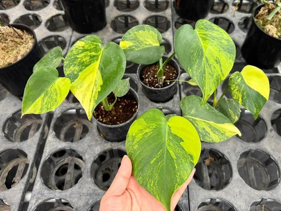 Monstera Deliciosa “Yellow Marilyn” Set of 10 Plants (Wholesale)